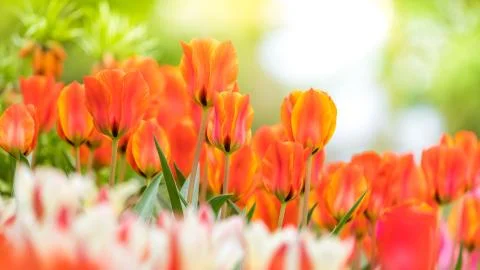 Spring awakening Stock Photos