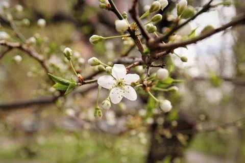 Spring awakening. Stock Photos