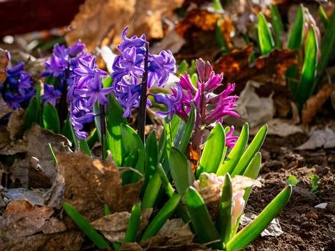Spring Awakening Stock Photos
