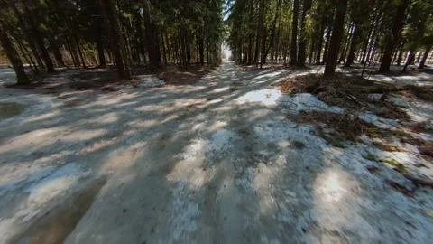 Spring Awakening: Sunlit Forest Path with Remnants of Snow. FPV Aerial Drone Stock Footage 262630555