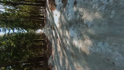 Spring Awakening: Sunlit Forest Path with Remnants of Snow. Vertical 9x16 FPV Stock-Footage 263078468