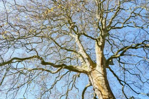 Spring awakening ,View up to the old tree top shot from below, small fresh green Stock Photos