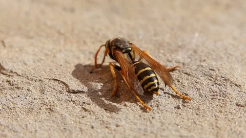 Spring awakening wasps. Stock Footage 104105829