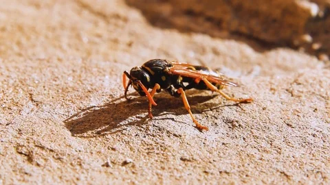 Spring awakening wasps. Stock Footage 104105860