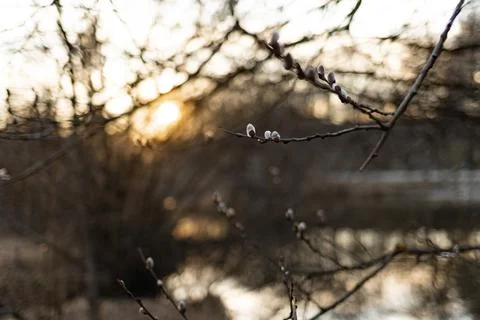 Spring Awakening: Willow Branches Budding Stock Photos