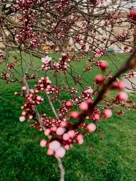 Spring awakens with first buds, transforms quiet park into blooming scene Stock Photos