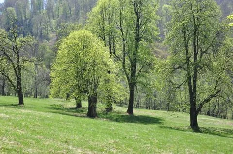 Spring awekening Foto stock