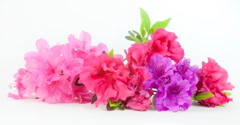 Spring azalea blooms Foto stock