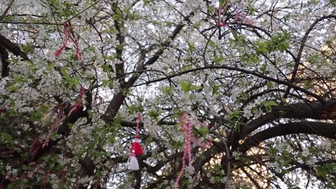 Spring Baba Marta Martenitsa decorations on tree in Bulgaria Video stock 83757239
