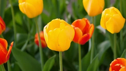 Spring backdrop of Tulip field. Vídeos de archivo 93375518