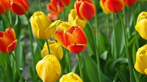 Spring backdrop of Tulip field. Vídeos de archivo 93965903