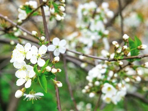 The spring background of the apple tree blossom. Selective focus. Stock Photos