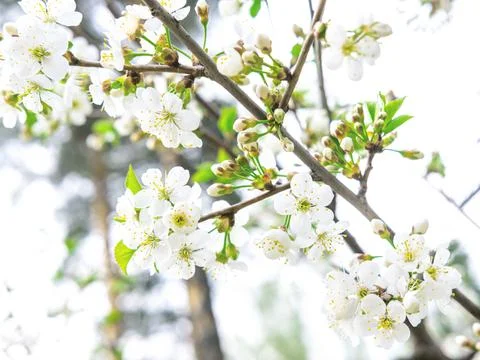 The spring background of the apple tree blossom. Selective focus. Stock Photos