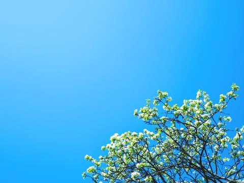 The spring background of the apple tree blossom against the blue sky. Stock Photos