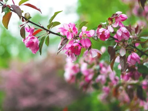 The spring background of the apple tree blossom after the rain. Selective focus. Stock Photos