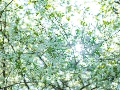 The spring background of the apple tree blossom. Selective focus. Stock Photos