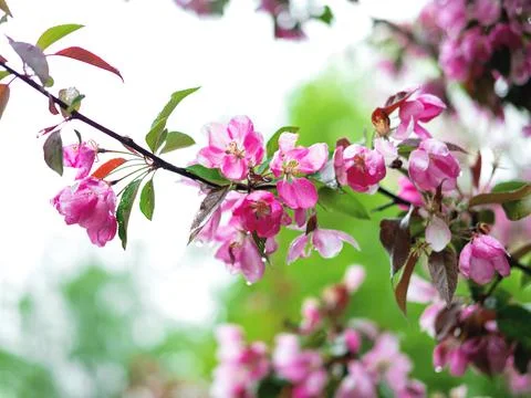 The spring background of the apple tree blossom after the rain. Selective focus. Stock Photos