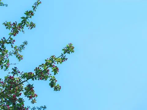 The spring background of the apple tree blossom against the blue and clear sky. Stock Photos