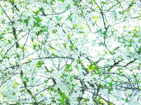 The spring background of the apple tree blossom. Selective focus. Stock Photos
