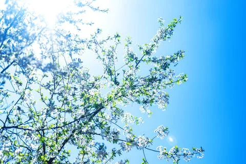 The spring background of the apple tree blossom against the blue and clear sky. Stock Photos