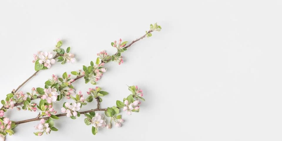 Spring background of apple tree blossoming branches Stock Photos