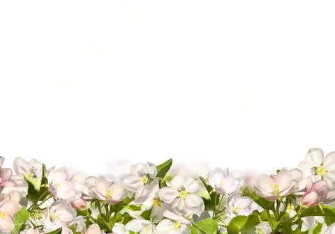 Spring background with an apple tree. Stock Photos