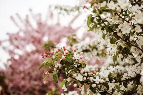 Spring background, apple trees in blossom, white and pink flowers. Stock Photos