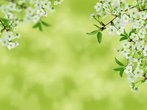Spring background art white cherry blossom. Beautiful nature scene with bloom Stock Photos