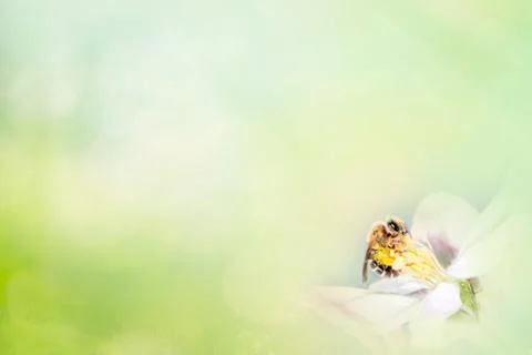Spring background. Beautiful apple flower with bee landscape. Space for text Stock Photos