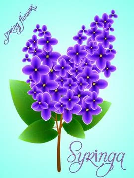 Spring background with beautiful blooming lilac. Vector Stock Illustration