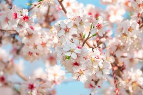 Spring background. Beautiful blooming trees Stock Photos