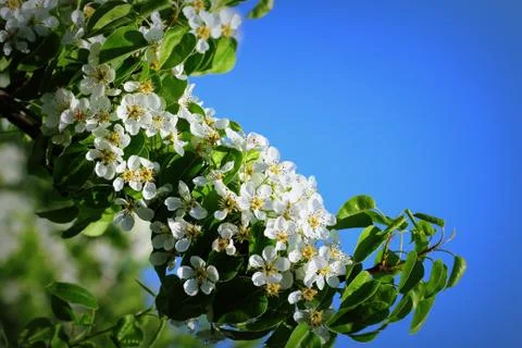 Spring background. Beautiful branch pear tree blossoms against a blue backgro Stock Photos