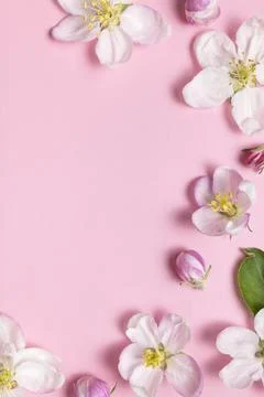 Spring background. Beautiful delicate fresh spring flowers, buds reen leaves Stock Photos