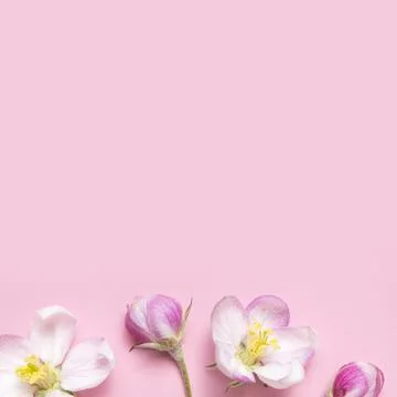 Spring background. Beautiful delicate fresh spring flowers and buds of apple Stock Photos