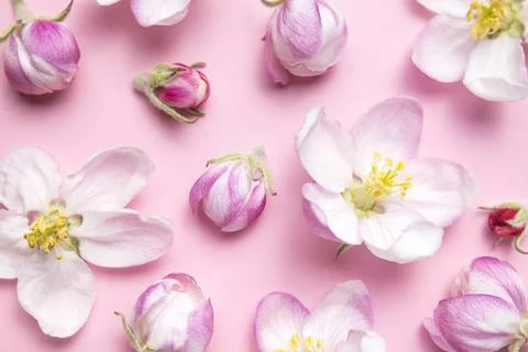 Spring background. Beautiful delicate fresh spring flowers and buds of apple Stock Photos