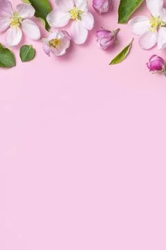 Spring background. Beautiful delicate fresh spring flowers, buds, green leaves Stock Photos