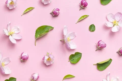 Spring background. Beautiful delicate fresh spring flowers, buds, green leaves Stock Photos