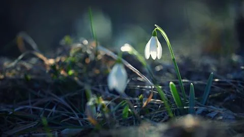 Spring background. Beautiful first spring flowers for the beginning of spri.. Photos