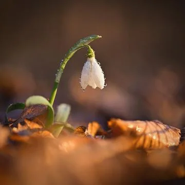 Spring background. Beautiful first spring flowers for the beginning of spri.. Stock-Fotos