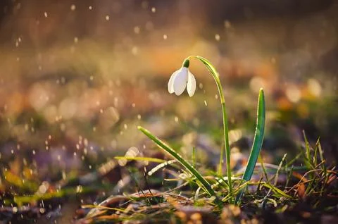 Spring background. Beautiful first spring flowers for the beginning of spri.. Stock-Fotos