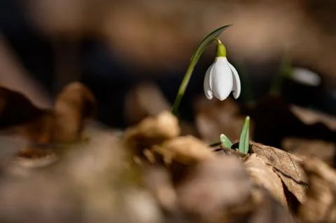 Spring background. Beautiful first spring flowers for the beginning of spri.. Stock-Fotos