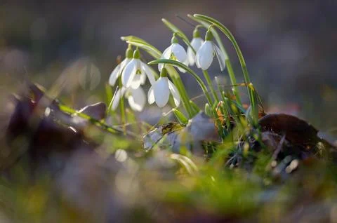 Spring background. Beautiful first spring flowers for the beginning of spri.. 스톡 사진