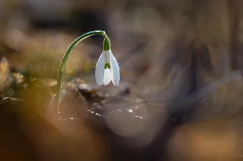 Spring background. Beautiful first spring flowers for the beginning of spri.. 스톡 사진