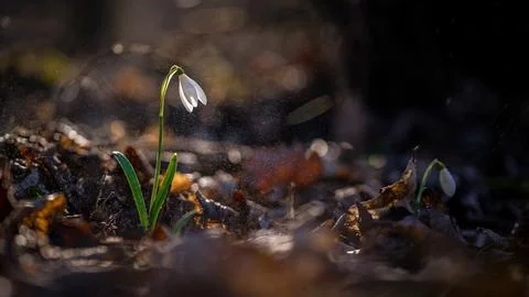 Spring background. Beautiful first spring flowers for the beginning of spri.. Stock Photos