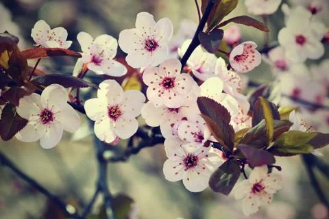 Spring background. Beautiful flowering tree Japanese cherry - Sakura. Flowe.. Stock Photos