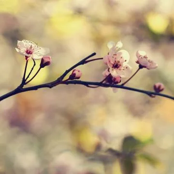 Spring background. Beautiful flowering tree Japanese cherry - Sakura. Flowe.. Stock Photos