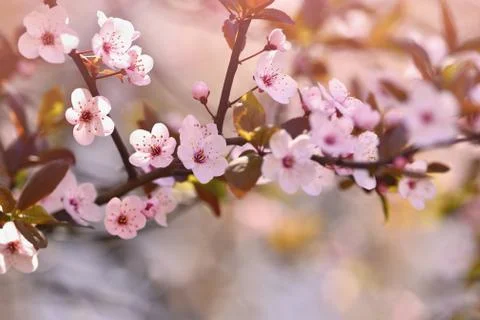 Spring background. Beautiful flowering tree Japanese cherry - Sakura. Flowe.. Stock Photos