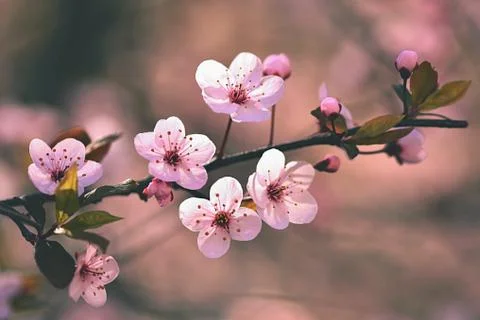 Spring background. Beautiful flowering tree Japanese cherry - Sakura. Flowe.. 스톡 사진
