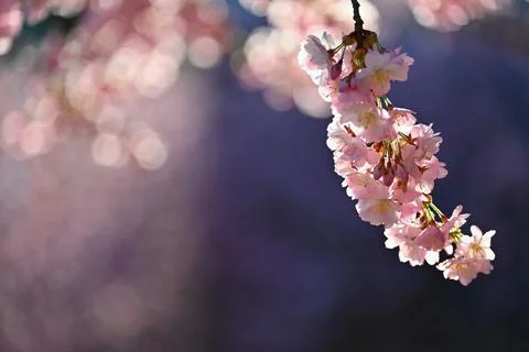 Spring background. Beautiful flowering tree with natural colors. Stock Photos