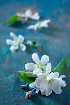 Spring background. Beautiful fresh white flowers of apple tree. Stock Photos